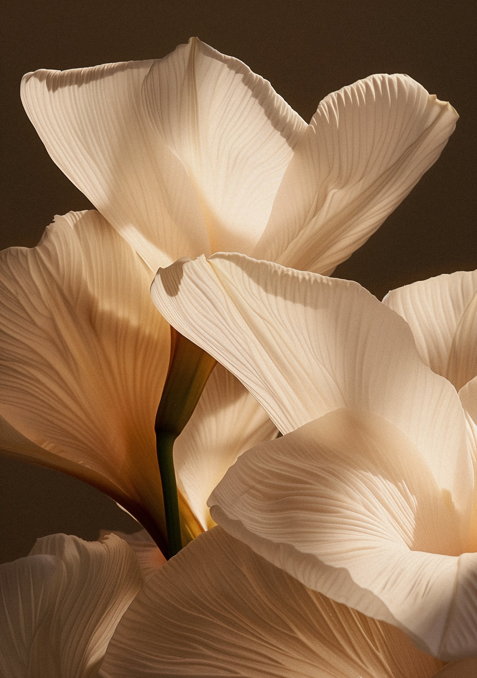 Wedding Website Design, Digital Wedding Stationery, Web Design and Branding for Wedding Professionals | Avelã White. Close-up of white calla lilies with detailed petals and soft lighting.